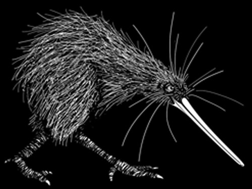 w-Free Range Kiwi