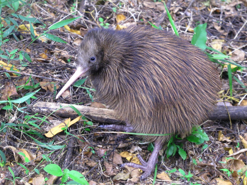 15-Dallas's Kiwi-chick-Aroha_6606