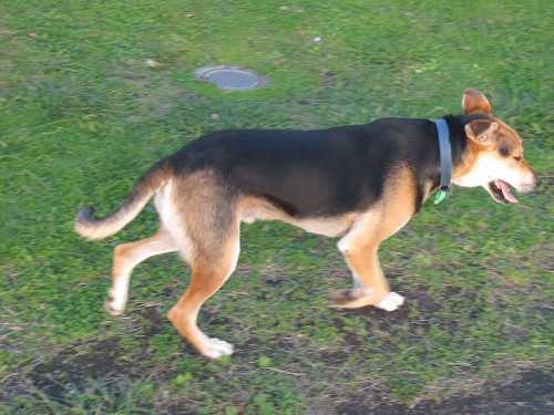 uncontrolled dog_7227