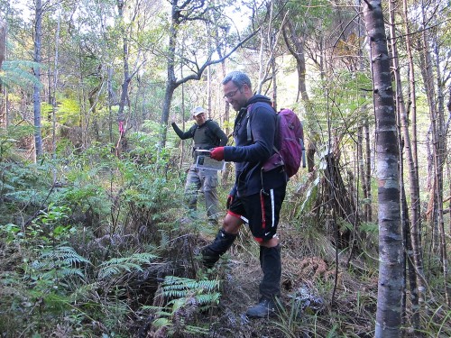 Checking the bait lines on the Manaia Pest control project