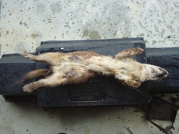 The stoat: public enemy number one