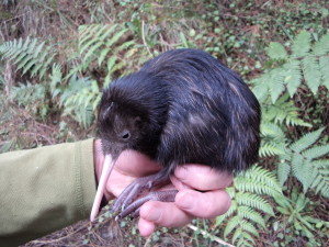 Lambert Chick 2