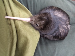 Lambert chick 1