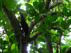 Kaka tucking into a healthy Karaka tree on the Taurikura ridge