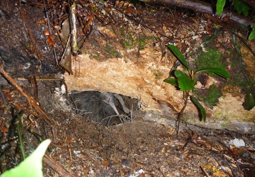 Juvenile being put into a burrow at a kiwi release