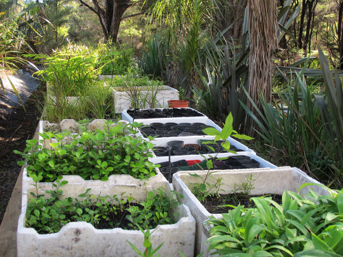 w-Papkarahi-Nursery_7240