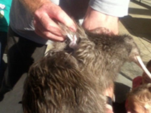 w-15-06-dead-kiwi-1