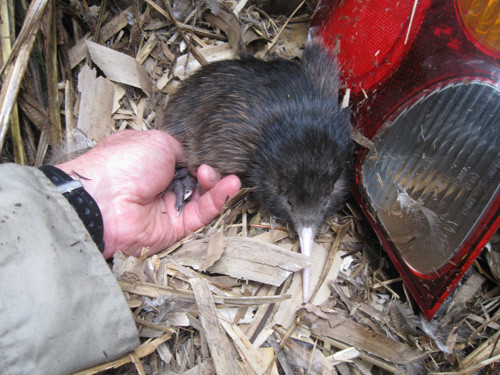 15.10-Charlies chick in nest
