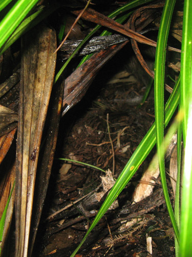 w-16.06.03-Tindall's burrow