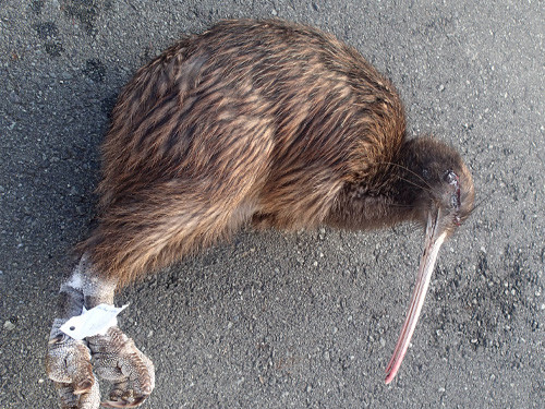 w-16.06.21 Dead female kiwi