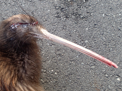 w-16.06.21 Dead female kiwi detail