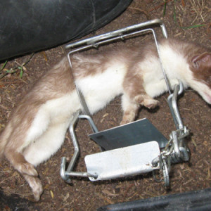 15-Stoat in fenn april 2015