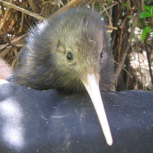 w-21-9-Wally’s chick – Kowhai-p