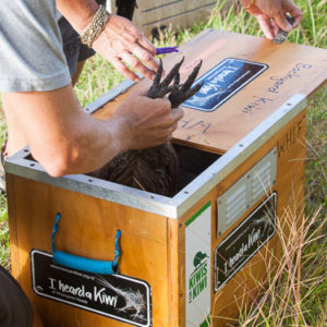 w-8926-Kiwi feet-box