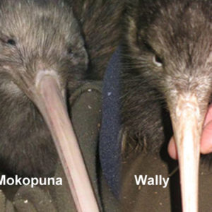 w-Mokopuna’Wally