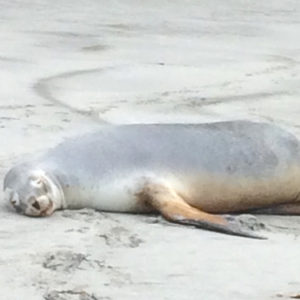 w-Sea lion