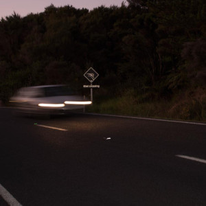 w-kiwi-crossing-3210