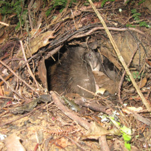 w-nick’s nest