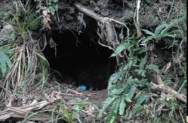 burrow