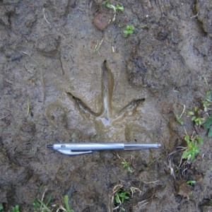 daniel foot print