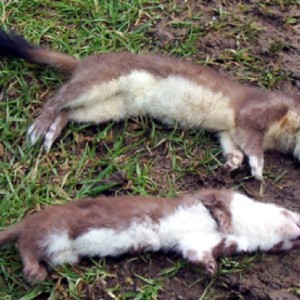 dead stoat and weasel on ground – small-small