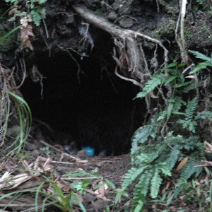 kiwi burrow-small