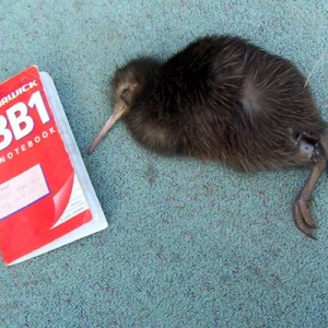 kiwi wilson dead 1 nov 03-small