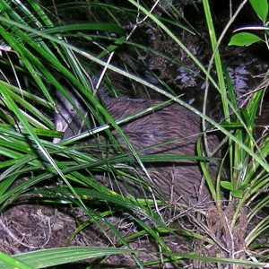 Kiwi burrow