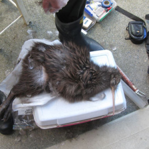 w-17.07-dead kiwi on Our rd