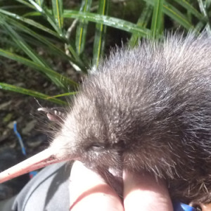 w-Tindall-chick-close up
