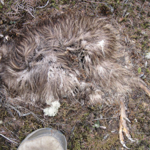 w-Dead on track feb 2017