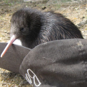 w-17.Darwin spring chick-1