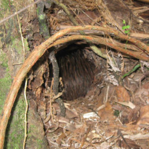 w-17.10.Ray in burrow