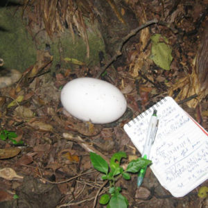 w-Old Egg -Reotahi -Gadds place