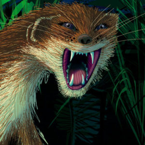 w-stoat illustration ©heather hunt