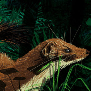 w-stoat profile illustration ©heather hunt