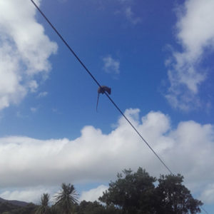 w.rat on a wire