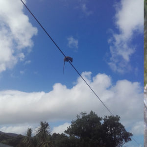 w.rat on a wire
