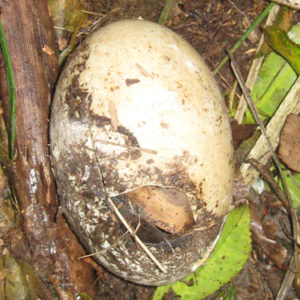 w-22-09-Wally’s-egg