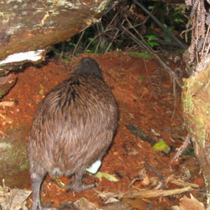 w-Mokopuna