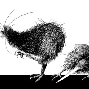 w-2x kiwi drawing
