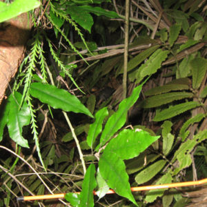 w-Kiwi habitat-2