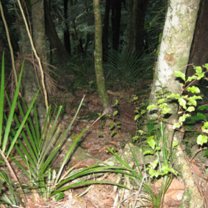 w-Kiwi habitat