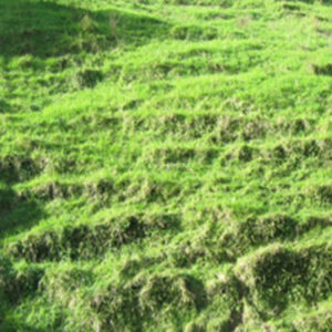 w feeding habitat 3
