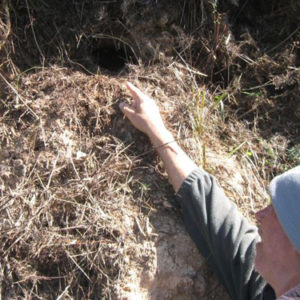 w-18-10-Roadside nest in bank-detail
