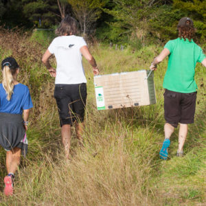 w-Kiwi heading to burrow site