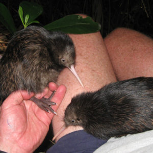 w-09-Lambert-chicks-2009