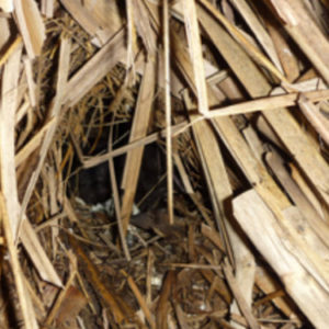 w-14-Lambert nest-pampas 2014