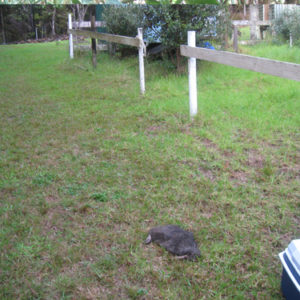 w-Dog killed july 2019 (3)