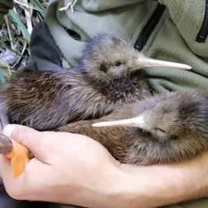 w-Moa’s spring chicks